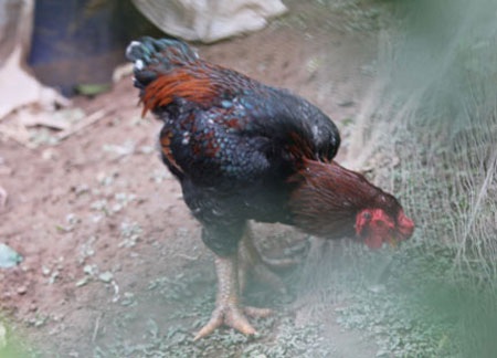 Đại gia săn gà Đông Cảo: Họ là ai? - 4 Đại gia săn gà Đông Cảo: Họ là ai? - 4