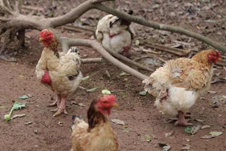 Đại gia săn gà Đông Cảo: Họ là ai? - 5 Đại gia săn gà Đông Cảo: Họ là ai? - 5