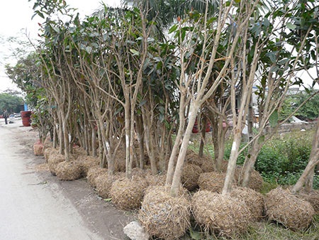 Bất thường việc thương lái Trung Quốc tận thu cây hải đường 