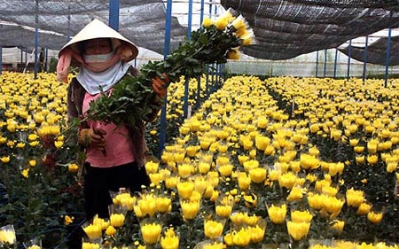 Đà Lạt: Hoa Tết bất ngờ giảm giá  - 1