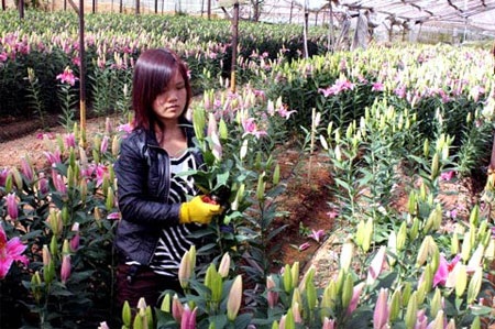 Đà Lạt: Hoa Tết bất ngờ giảm giá  - 2