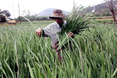 Đà Lạt: Hoa Tết bất ngờ giảm giá  - 4