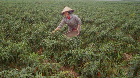 Lá ớt, lá chuối xuất ngoại đổi tiền tỷ - 1 Lá ớt, lá chuối xuất ngoại đổi tiền tỷ - 1