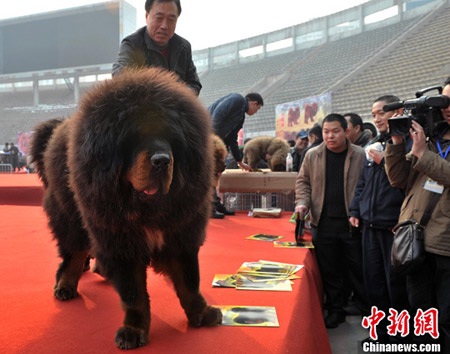 Ngao Tạng 100 kg... giá 99 tỷ đồng - 1 Ngao Tạng 100 kg... giá 99 tỷ đồng - 1