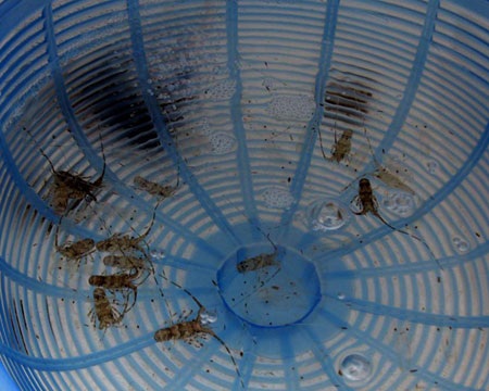 Đón lộc biển đầu năm - 3 Đón lộc biển đầu năm - 3