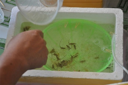 “Tôm nhí” và bát mì trị giá… 2 triệu đồng - 1