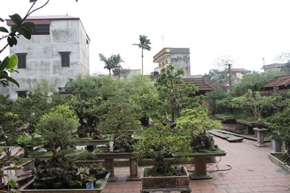 Đại gia cây cảnh Hà thành: “Ví họ cũng rỗng tuếch” - 1 Đại gia cây cảnh Hà thành: “Ví họ cũng rỗng tuếch”