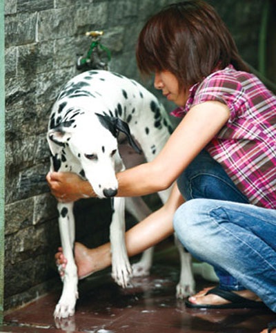 Dịch vụ thẩm mỹ cho... thú cưng - 1 Dịch vụ thẩm mỹ cho... thú cưng