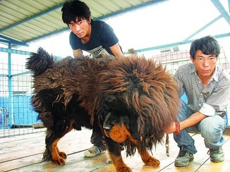 Choáng với “trò lố” khoe giàu của đại gia - 4 Choáng với “trò lố” khoe giàu của đại gia