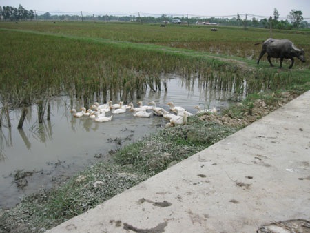 Mối nguy hại từ hóa chất bảo vệ thực vật khó phân hủy - 3 Mối nguy hại từ hóa chất bảo vệ thực vật khó phân hủy