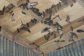 Lợi ích kinh tế cao