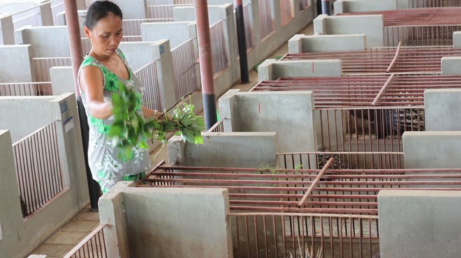 Tiền tỉ trôi theo... nhím - 1 Trại nhím của ông Lâm ở Bình Chánh, TP.HCM
