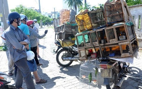 Chợ "độc" ở Đà Thành: Chợ chim - 3 Nhiều người đến tìm mua chim