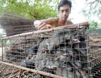 Điểm thu mua chuột đồng ở huyện Châu Phú- An Giang.
