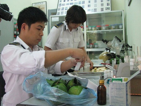 Không kiểm soát được củ, quả Trung Quốc qua đường tiểu ngạch - 1 Không kiểm soát được củ, quả Trung Quốc qua đường tiểu ngạch