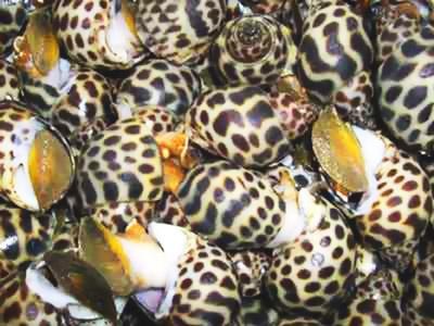 Giá ốc hương hiện bị rớt thê thảm còn 140 - 160 ngàn đồng/kg.