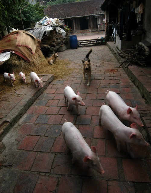 Chăn nuôi heo tại một hộ gia đình ở Hà Tây, Hà Nội.