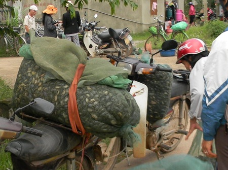 Một địa điểm thu gom cua đồng bắt bằng thuốc sâu ở xã An Thủy, Lệ Thuỷ, Quảng Bình.