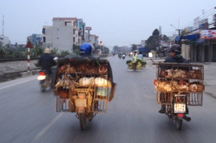 “Tuyên chiến” với gà thải loại - 1 Gà nhập lậu ngang nhiên lưu hành nội thành Hà Nội từ chợ Hà Vĩ.