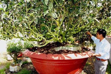 Một gốc chè cổ khi trở thành bonsai.