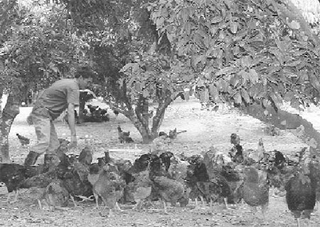 Hà Nội “đặt hàng” 5 triệu gà đồi đón Tết - 1 Người dân huyện Yên Thế chuẩn bị cung cấp cho Hà Nội 5 triệu con gà.