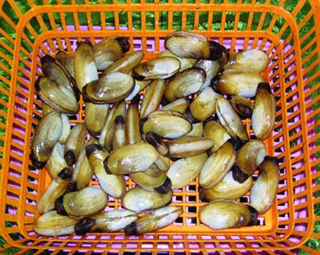 Đại gia Việt bỏ 5 triệu đồng ăn 1 con tu hài - 4 Tu hài Việt có kích thước nhỏ hơn tu hài nhập khá nhiều
