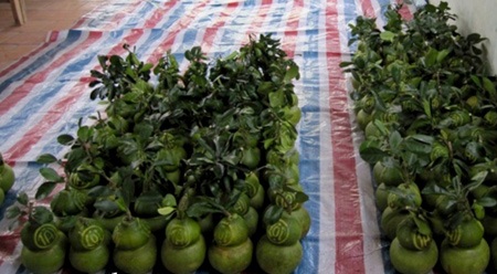 “Hối hả” thu hoạch bưởi, dưa hồ lô - 10 Tháo khuôn và vệ sinh bưởi.