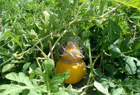 “Hối hả” thu hoạch bưởi, dưa hồ lô - 2 Trái dưa hồ lô trên cây được nằm trong khuôn tạo hình chờ “đủ ngày đủ tháng”