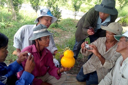 “Hối hả” thu hoạch bưởi, dưa hồ lô - 3 Trái dưa hồ lô trên cây được nằm trong khuôn tạo hình chờ “đủ ngày đủ tháng”