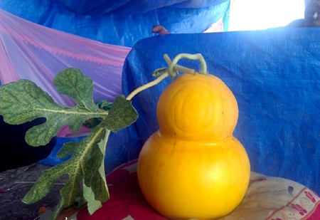 “Hối hả” thu hoạch bưởi, dưa hồ lô - 4 Theo tính toán của chủ vườn thì dưa nằm trong khuôn khoảng 10 ngày trở lên sẽ cho chữ đẹp nhất.