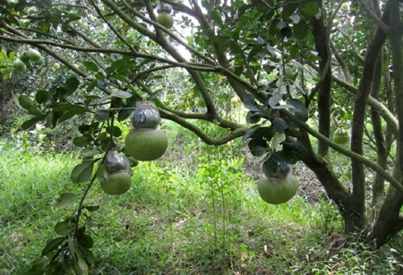 “Hối hả” thu hoạch bưởi, dưa hồ lô - 5 Trái bưởi hồ lô được tạo hình trong khuôn tại vườn