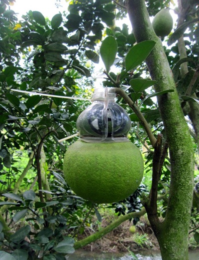 “Hối hả” thu hoạch bưởi, dưa hồ lô - 6 Chọn và cắt bưởi tại vườn