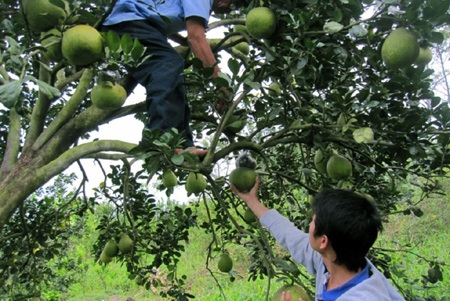 “Hối hả” thu hoạch bưởi, dưa hồ lô - 7 Thu hoạch bưởi