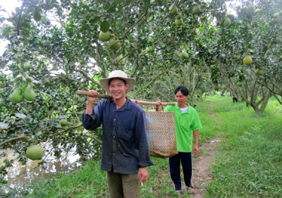 “Hối hả” thu hoạch bưởi, dưa hồ lô - 8 Thu hoạch bưởi