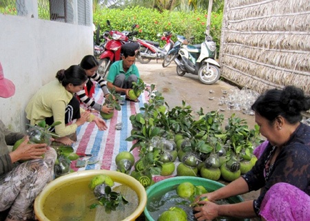 “Hối hả” thu hoạch bưởi, dưa hồ lô - 9 Tháo khuôn và vệ sinh bưởi.