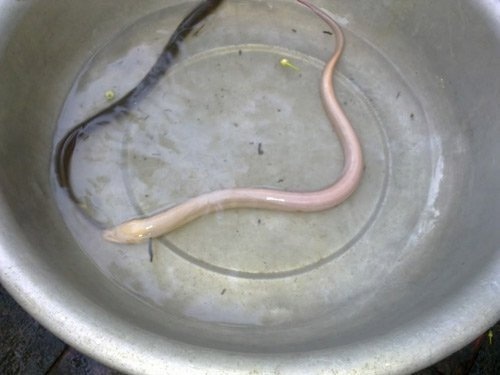 Thú chơi vật cưng bạch tạng giá 'trên trời' ở Việt Nam - 1 Lươn bạch tạng giá 3 triệu đồng, ăn thì… phí, nên chỉ để nuôi làm cảnh.