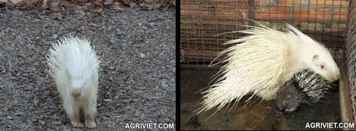 Thú chơi vật cưng bạch tạng giá 'trên trời' ở Việt Nam - 3 Một cặp cá ngát bạch tạng cực hiếm ở Biên Hòa đã được bán với giá 2 triệu đồng.