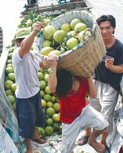 Trái cây Tết miền Tây sốt giá - 1 Thương lái thu gom bưởi ở huyện Châu Thành, tỉnh Hậu Giang.