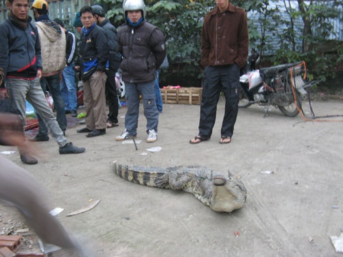 Xẻ thịt cá sấu bán trên vỉa hè - 3 Một con sấu chuẩn bị lên thớt