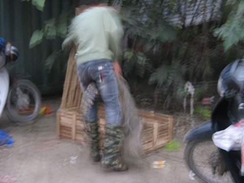 Xẻ thịt cá sấu bán trên vỉa hè - 9 Người thanh niên này tay không bắt cá sấu giết mổ ngay bên đường.