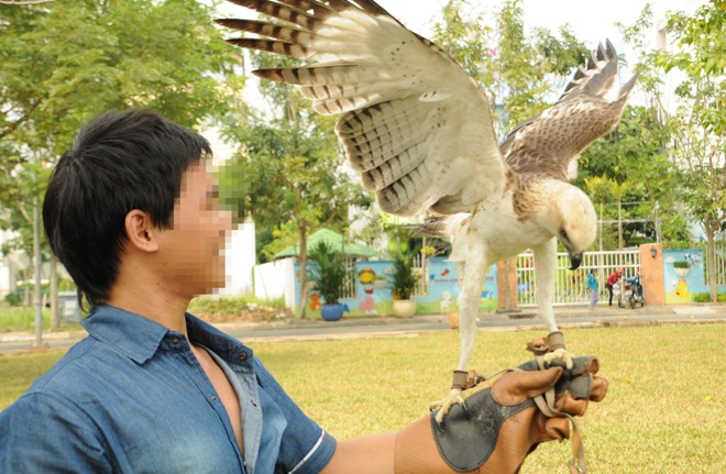 Chim đại bàng 9 tháng tuổi được đưa đi huấn luyện săn mồi tại Q.7, TP.HCM.