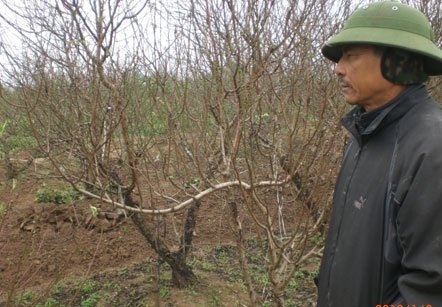 Dân đào năm nay mất tết. (Ảnh Khổng Chiêm)