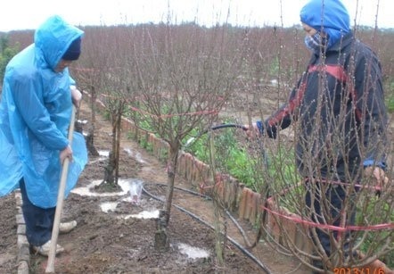 Dân đào năm nay mất tết. (Ảnh Khổng Chiêm)