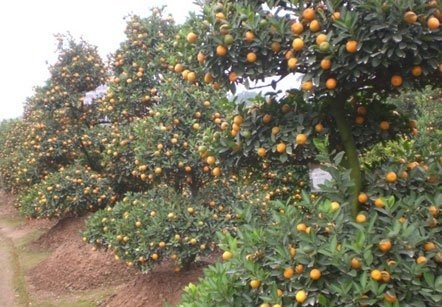 Năm nay quất lại được mùa, đẹp hàng. (Ảnh: Khổng Chiêm)