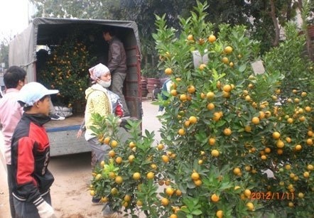 Nhiều cây quyết đã được xuất hàng sớm. (Ảnh Khổng Chiêm)