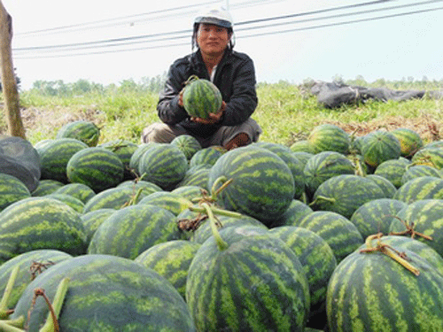 Dưa hấu rớt giá khiến người trồng… mất tết.