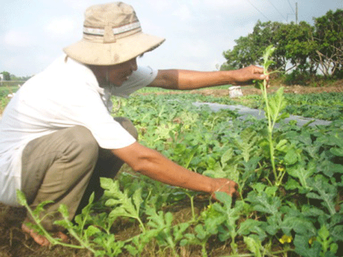 Dưa hấu rớt giá khiến người trồng… mất tết.
