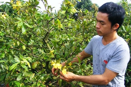 Đông Nam Bộ: Khóc vì mai nở sớm! - 1 Mai “cười” sớm, nông dân khóc!