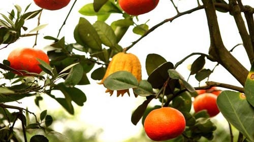 Thị trường Tết Hà Nội: Xuất hiện cây cho 5 thứ quả - 1 Theo