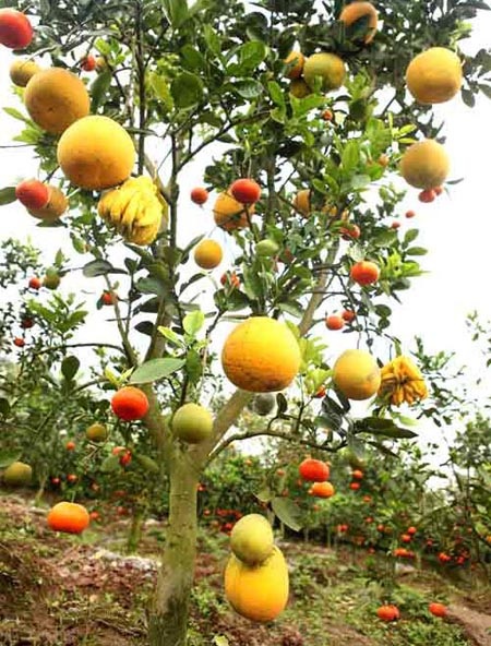 Thị trường Tết Hà Nội: Xuất hiện cây cho 5 thứ quả - 2 Theo